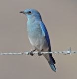 Mountain Bluebird 2