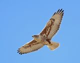 Ferruginous Hawk