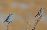 Mountain Bluebirds