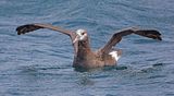 Black-footed-Albatross