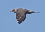 Long-tailed Jaeger