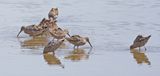 Stilt Sandpipers