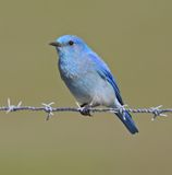 Mountain Bluebirds in Perfect Light Take My Breath Away