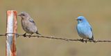 Mountain Bluebirds on Wire