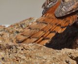 Bird-Quiz-Tail.jpg