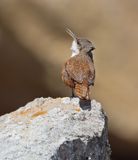 ...and the face...a Canyon Wren
