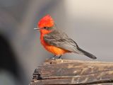 Vermilion Flycatcher