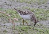 Least Sandpiper