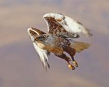 Ferruginous Hawk Taking Wing