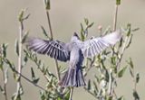 Mystery-Bird-in-Flight.jpg