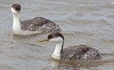 Western Grebes