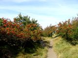 CUXHAVEN SAHLENBURG DUNER HEIDE 14