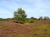 CUXHAVEN SAHLENBURG DUNER HEIDE 17