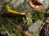 Flechten sind Symbiotische Systeme aus Algen und Pilzen