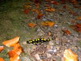 Feuersalamander