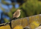 Long-tailed Cinclodes
