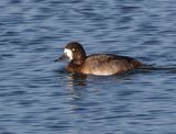 Greater Scaup