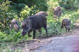 Indian Boar
