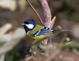 Green-backed Tit