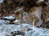 Altai Accentor