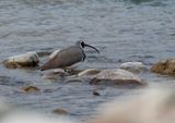 Ibisbill