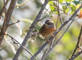 Rufous-breasted Accentor