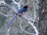 Red-billed Blue Magpie