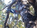 Himalayan Woodpecker