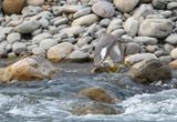 Ibisbill