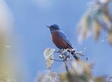 Chestnut-bellied Rock Thrush
