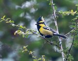 Himalayan Black-lored Tit