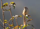 Himalayan Prinia
