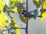 Black-throated Bushtit