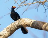 Violet Turaco