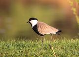 Spur-winged Lapwing