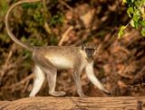 Green Monkey