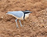 Egyptian Plover