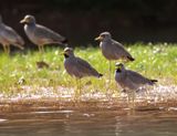 Wattled Lapwing