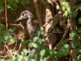 White-backed Night-Heron
