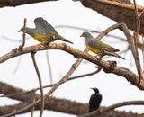 Bruces Green Pigeon