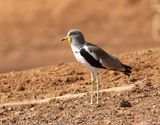 White-headed Lapwing