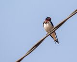 Red-chested Swallow