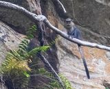 Campbells Monkey