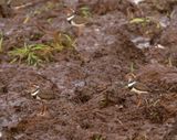 Forbess Plover