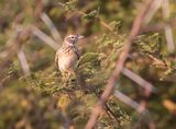 Sabota Lark
