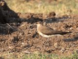 Black-winged Pratincole
