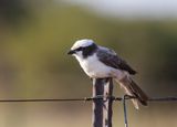 Southern White-crowned Shrike