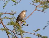 Bushveld Pipit