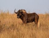 Black Wildebeest