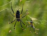 Golden Orb Spider